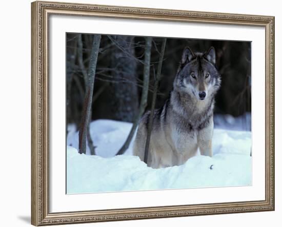 Grey Wolf, Canada-Art Wolfe-Framed Photographic Print