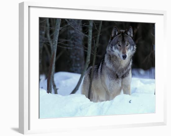 Grey Wolf, Canada-Art Wolfe-Framed Photographic Print