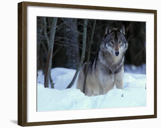 Grey Wolf, Canada-Art Wolfe-Framed Photographic Print