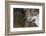 Grey Wolf (Canis Lupus) Close Up, Captive-Edwin Giesbers-Framed Photographic Print