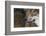 Grey Wolf (Canis Lupus) Close Up, Captive-Edwin Giesbers-Framed Photographic Print