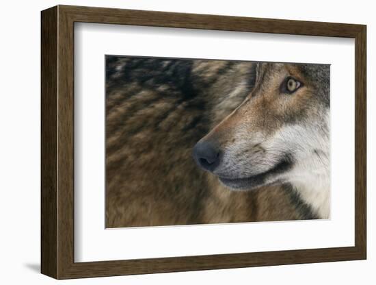 Grey Wolf (Canis Lupus) Close Up, Captive-Edwin Giesbers-Framed Photographic Print