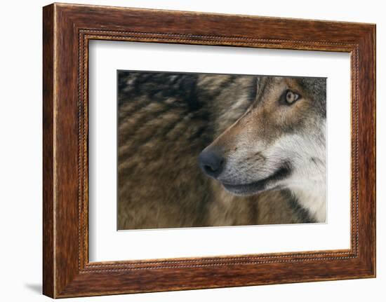 Grey Wolf (Canis Lupus) Close Up, Captive-Edwin Giesbers-Framed Photographic Print