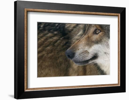 Grey Wolf (Canis Lupus) Close Up, Captive-Edwin Giesbers-Framed Photographic Print