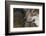 Grey Wolf (Canis Lupus) Close Up, Captive-Edwin Giesbers-Framed Photographic Print