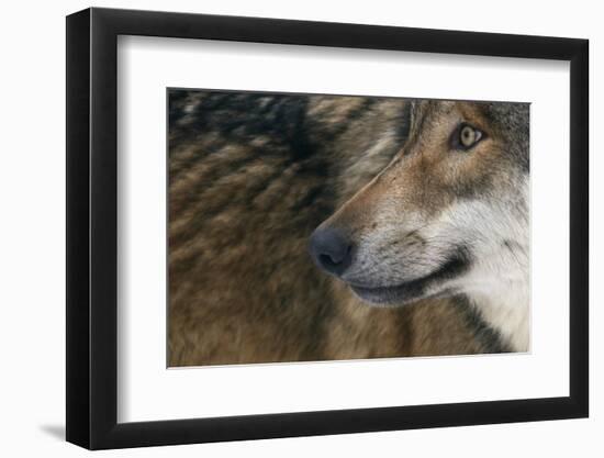 Grey Wolf (Canis Lupus) Close Up, Captive-Edwin Giesbers-Framed Photographic Print
