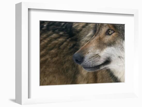 Grey Wolf (Canis Lupus) Close Up, Captive-Edwin Giesbers-Framed Photographic Print