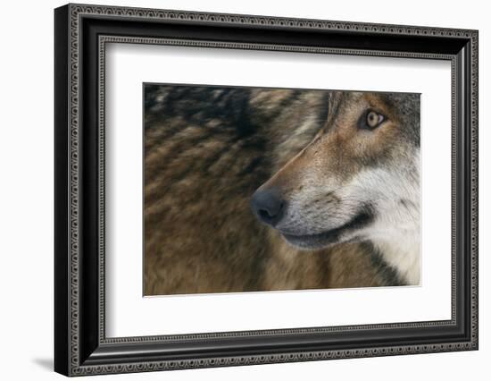 Grey Wolf (Canis Lupus) Close Up, Captive-Edwin Giesbers-Framed Photographic Print