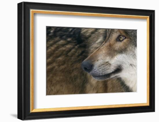 Grey Wolf (Canis Lupus) Close Up, Captive-Edwin Giesbers-Framed Photographic Print