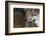 Grey Wolf (Canis Lupus) Close Up, Captive-Edwin Giesbers-Framed Photographic Print