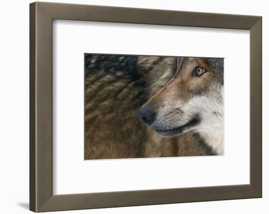 Grey Wolf (Canis Lupus) Close Up, Captive-Edwin Giesbers-Framed Photographic Print