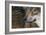 Grey Wolf (Canis Lupus) Close Up, Captive-Edwin Giesbers-Framed Photographic Print