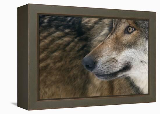 Grey Wolf (Canis Lupus) Close Up, Captive-Edwin Giesbers-Framed Premier Image Canvas