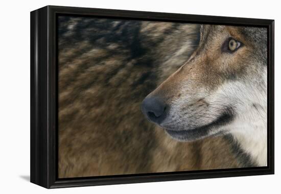 Grey Wolf (Canis Lupus) Close Up, Captive-Edwin Giesbers-Framed Premier Image Canvas