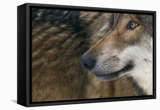Grey Wolf (Canis Lupus) Close Up, Captive-Edwin Giesbers-Framed Premier Image Canvas