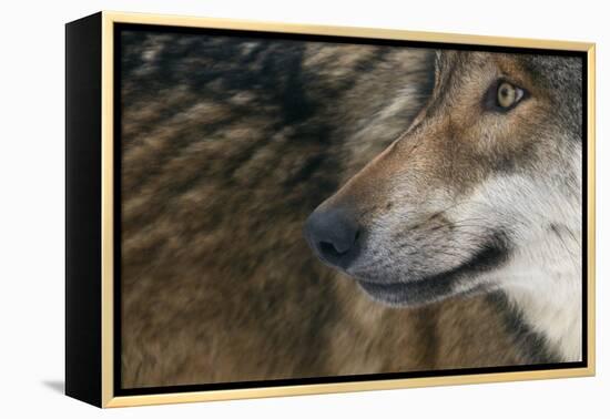 Grey Wolf (Canis Lupus) Close Up, Captive-Edwin Giesbers-Framed Premier Image Canvas