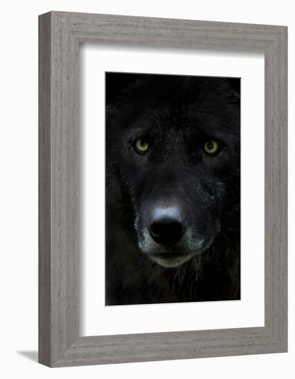 Grey Wolf (Canis Lupus) Head, Captive-Edwin Giesbers-Framed Photographic Print