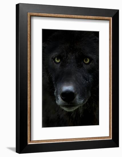 Grey Wolf (Canis Lupus) Head, Captive-Edwin Giesbers-Framed Photographic Print