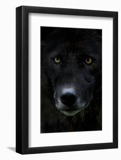 Grey Wolf (Canis Lupus) Head, Captive-Edwin Giesbers-Framed Photographic Print