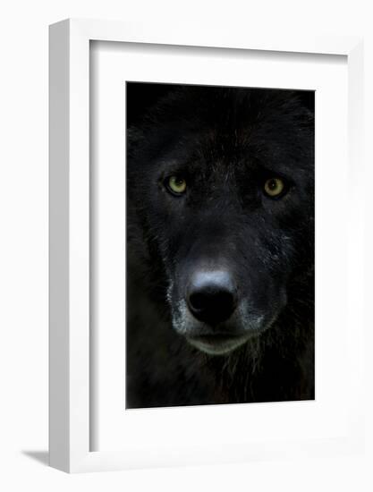 Grey Wolf (Canis Lupus) Head, Captive-Edwin Giesbers-Framed Photographic Print