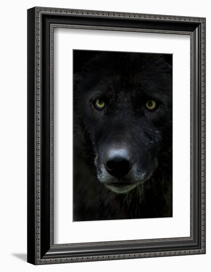 Grey Wolf (Canis Lupus) Head, Captive-Edwin Giesbers-Framed Photographic Print