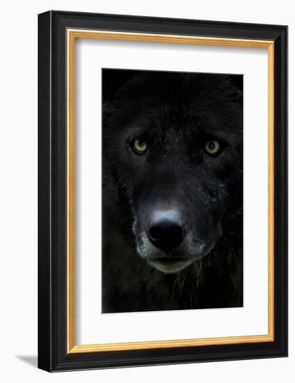 Grey Wolf (Canis Lupus) Head, Captive-Edwin Giesbers-Framed Photographic Print