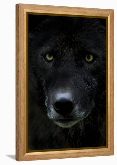 Grey Wolf (Canis Lupus) Head, Captive-Edwin Giesbers-Framed Premier Image Canvas