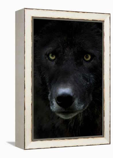 Grey Wolf (Canis Lupus) Head, Captive-Edwin Giesbers-Framed Premier Image Canvas