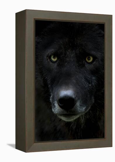 Grey Wolf (Canis Lupus) Head, Captive-Edwin Giesbers-Framed Premier Image Canvas