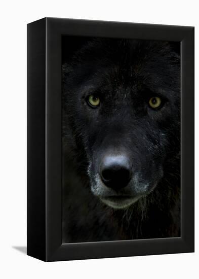 Grey Wolf (Canis Lupus) Head, Captive-Edwin Giesbers-Framed Premier Image Canvas