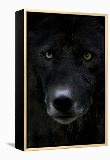 Grey Wolf (Canis Lupus) Head, Captive-Edwin Giesbers-Framed Premier Image Canvas