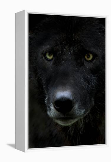 Grey Wolf (Canis Lupus) Head, Captive-Edwin Giesbers-Framed Premier Image Canvas