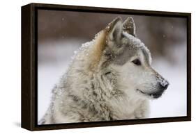 Grey Wolf (Canis lupus) head portrait of male, lying in snow, Captive-John Cancalosi-Framed Stretched Canvas