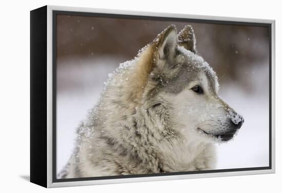 Grey Wolf (Canis lupus) head portrait of male, lying in snow, Captive-John Cancalosi-Framed Stretched Canvas