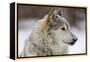 Grey Wolf (Canis lupus) head portrait of male, lying in snow, Captive-John Cancalosi-Framed Stretched Canvas