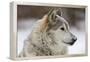 Grey Wolf (Canis lupus) head portrait of male, lying in snow, Captive-John Cancalosi-Framed Stretched Canvas