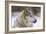 Grey Wolf (Canis lupus) head portrait of male, lying in snow, Captive-John Cancalosi-Framed Photo