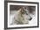 Grey Wolf (Canis lupus) head portrait of male, lying in snow, Captive-John Cancalosi-Framed Photo