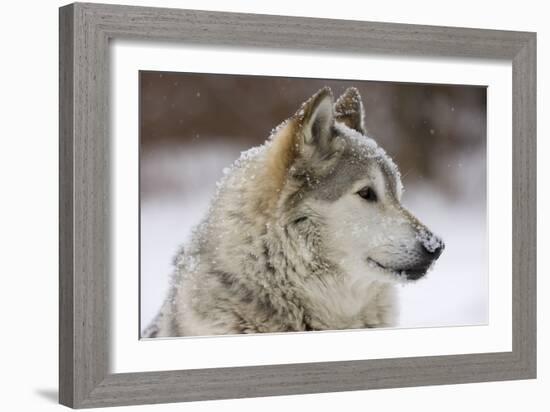 Grey Wolf (Canis lupus) head portrait of male, lying in snow, Captive-John Cancalosi-Framed Photo