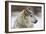 Grey Wolf (Canis lupus) head portrait of male, lying in snow, Captive-John Cancalosi-Framed Photo