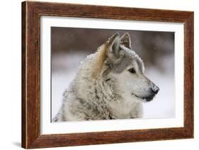 Grey Wolf (Canis lupus) head portrait of male, lying in snow, Captive-John Cancalosi-Framed Photo