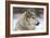 Grey Wolf (Canis lupus) head portrait of male, lying in snow, Captive-John Cancalosi-Framed Photo