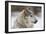 Grey Wolf (Canis lupus) head portrait of male, lying in snow, Captive-John Cancalosi-Framed Photo