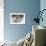 Grey Wolf (Canis lupus) head portrait of male, lying in snow, Captive-John Cancalosi-Framed Photo displayed on a wall