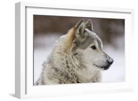 Grey Wolf (Canis lupus) head portrait of male, lying in snow, Captive-John Cancalosi-Framed Photo