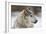 Grey Wolf (Canis lupus) head portrait of male, lying in snow, Captive-John Cancalosi-Framed Photo