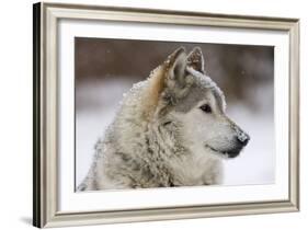 Grey Wolf (Canis lupus) head portrait of male, lying in snow, Captive-John Cancalosi-Framed Photo