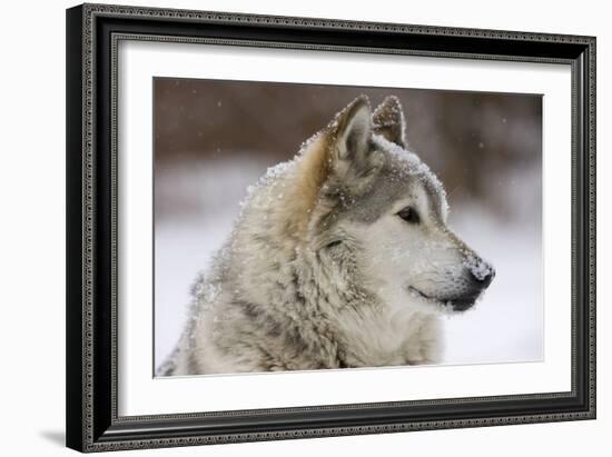 Grey Wolf (Canis lupus) head portrait of male, lying in snow, Captive-John Cancalosi-Framed Photo