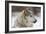 Grey Wolf (Canis lupus) head portrait of male, lying in snow, Captive-John Cancalosi-Framed Photo