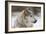 Grey Wolf (Canis lupus) head portrait of male, lying in snow, Captive-John Cancalosi-Framed Photo